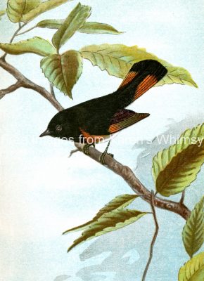 Drawings of Birds 9 - Redstart