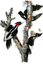 Free Pictures Of Birds 1 - Ivory Billed Woodpecker