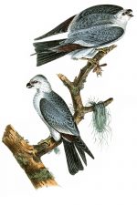 Free Pictures Of Birds 5 - Mississippi Kite