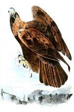 Free Pictures Of Birds 6 - Golden Eagle