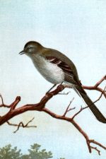 Birds Clip Art 10 - Mockingbird