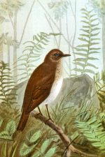 Birds Clip Art 4 - A Veery in the Forest