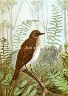 Birds Clip Art 4 - A Veery in the Forest