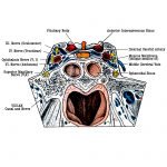 Diagrams Of The Face 16