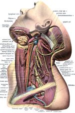 The Anatomy Of The Neck 10