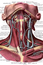 The Anatomy Of The Neck 3