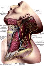The Anatomy Of The Neck 4