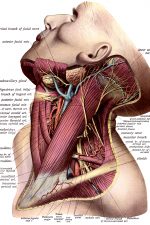 The Anatomy Of The Neck 5