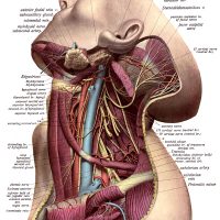 The Anatomy of the Neck