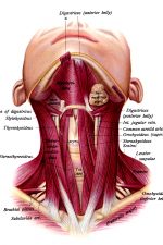The Anatomy Of The Neck 8