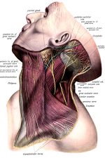 The Anatomy Of The Neck 9