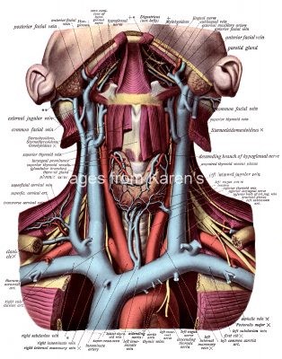 The Anatomy Of The Neck 1