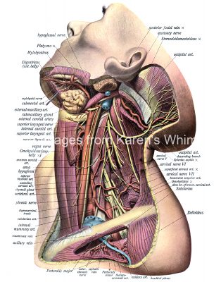The Anatomy Of The Neck 10