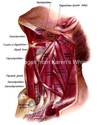 The Anatomy Of The Neck 12