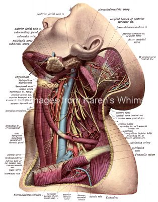 The Anatomy Of The Neck 6