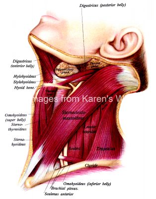 The Anatomy Of The Neck 7