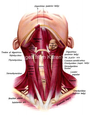 The Anatomy Of The Neck 8