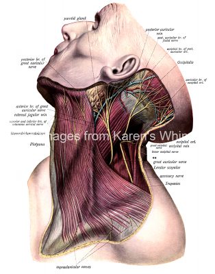The Anatomy Of The Neck 9