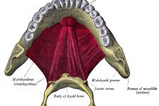 Diagrams Of The Teeth 1