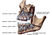 Diagrams Of The Teeth 10