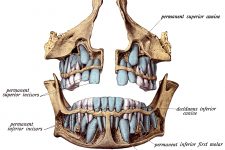 Diagrams Of The Teeth 11