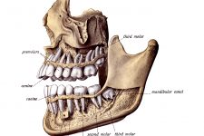 Diagrams Of The Teeth 12