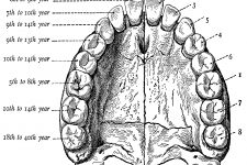 Diagrams Of The Teeth 13
