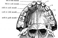 Diagrams Of The Teeth 14