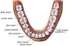 Diagrams Of The Teeth 2