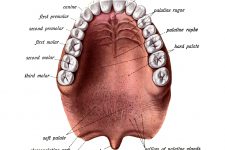 Diagrams Of The Teeth 3