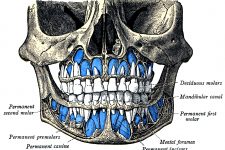 Diagrams Of The Teeth 4