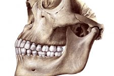Diagrams Of The Teeth 5