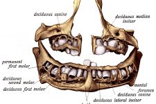 Diagrams Of The Teeth 6
