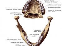 Diagrams Of The Teeth 7