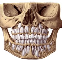 Diagrams of the Teeth