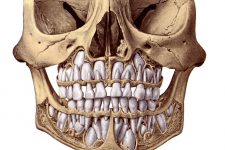 Diagrams Of The Teeth 8