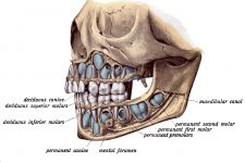 Diagrams Of The Teeth 9