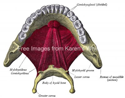 Diagrams Of The Teeth 1