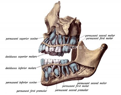 Diagrams Of The Teeth 10