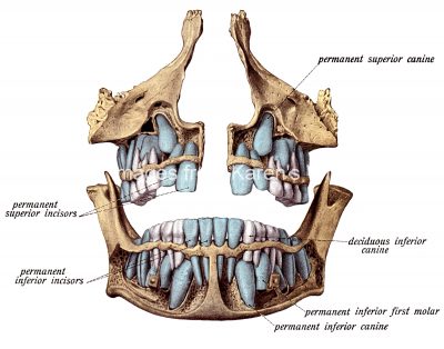 Diagrams Of The Teeth 11