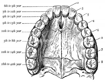 Diagrams Of The Teeth 13