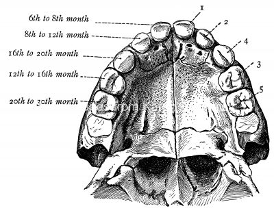 Diagrams Of The Teeth 14