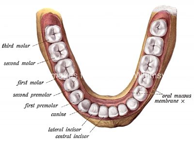 Diagrams Of The Teeth 2