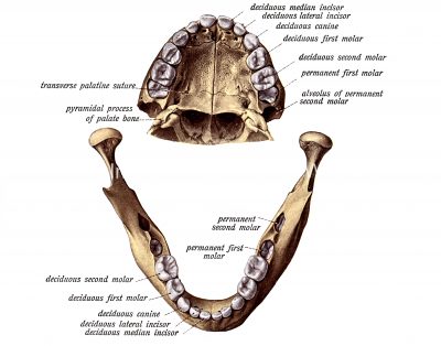 Diagrams Of The Teeth 7