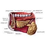 The Anatomy Of The Mouth 12