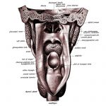The Anatomy Of The Mouth 18