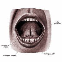The Anatomy of the Mouth