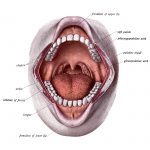 The Anatomy of the Mouth 4