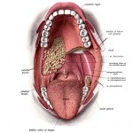 The Anatomy of the Mouth 6