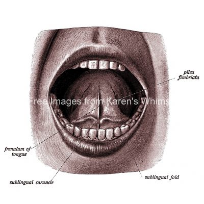The Anatomy of the Mouth 3